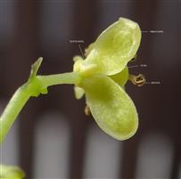  Male flower-Lower view